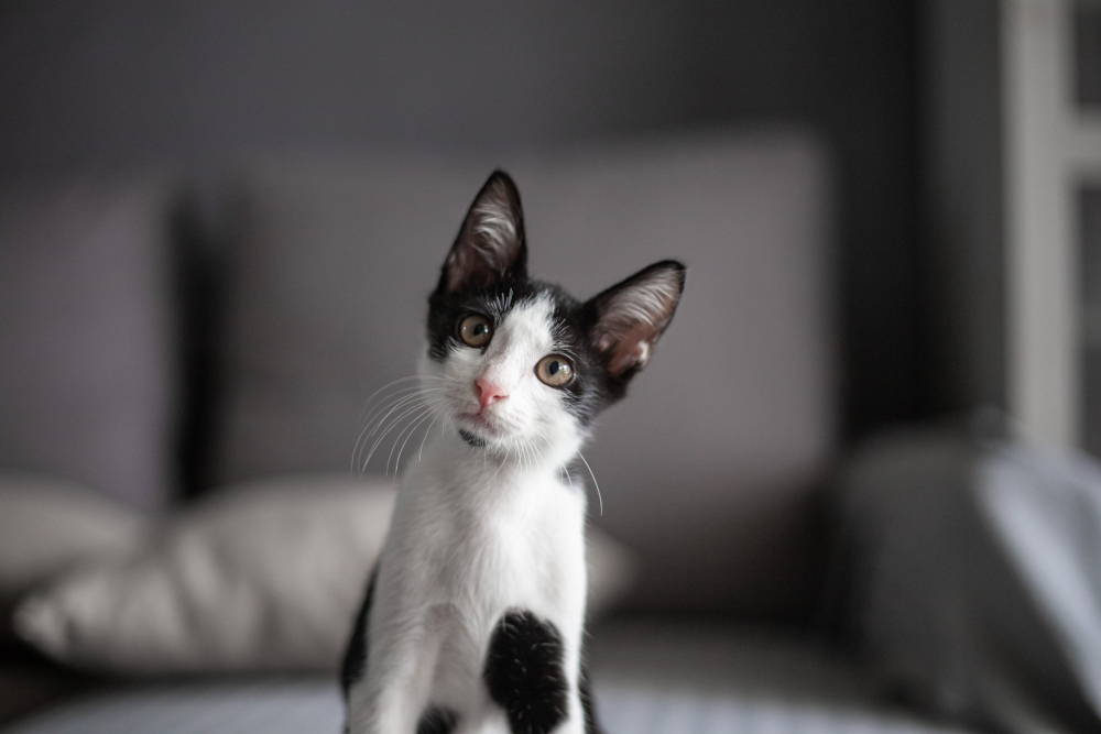 Keeping Your Cat Healthy