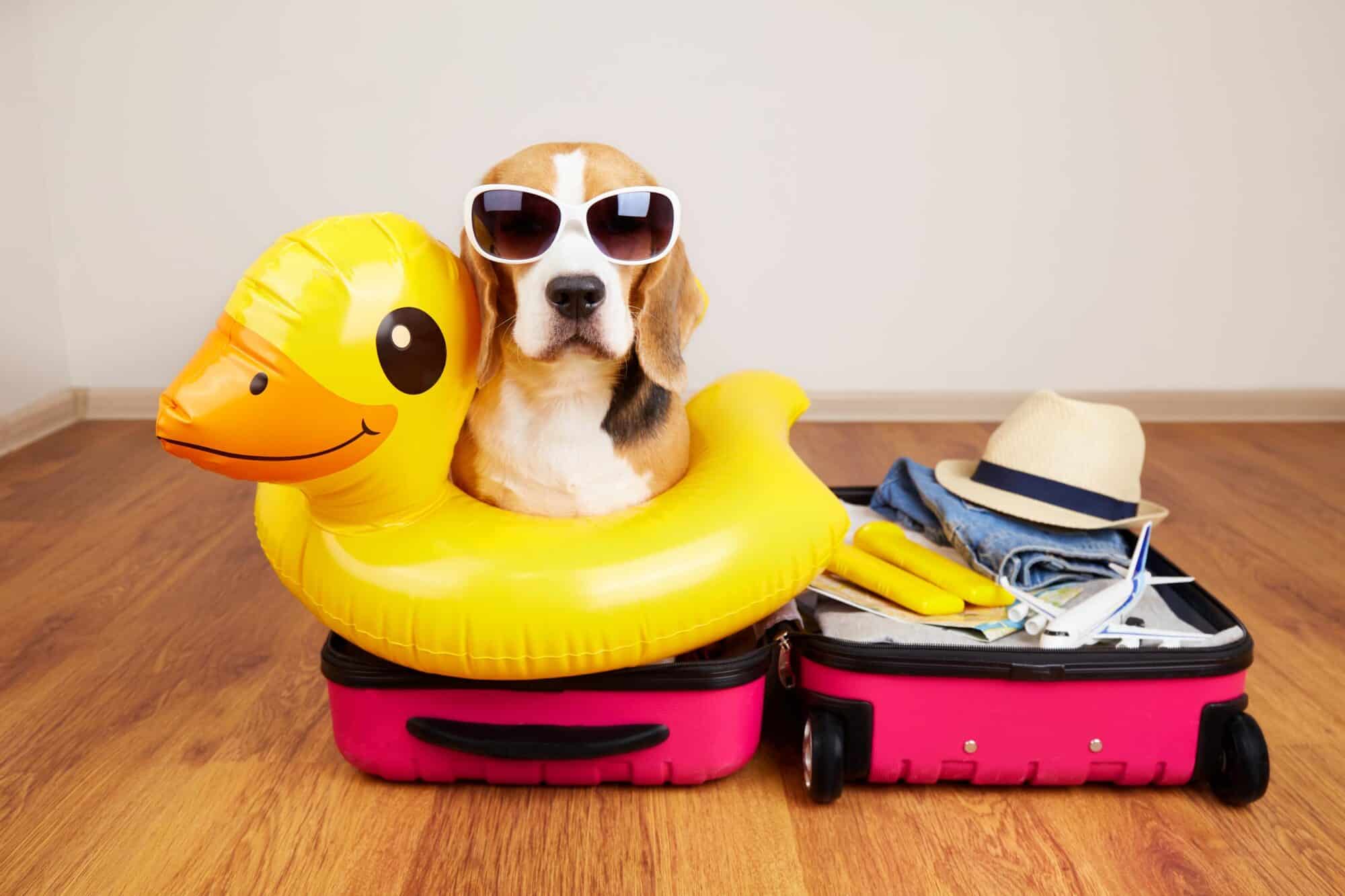 Preparing Your Pet for Summer.