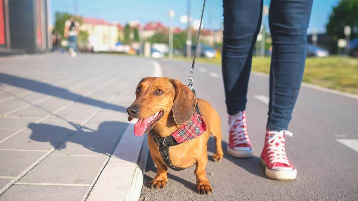 Protecting Your Dog’s Paws in Summer