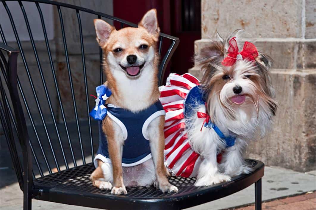 4th of July Pet Safety Tips.