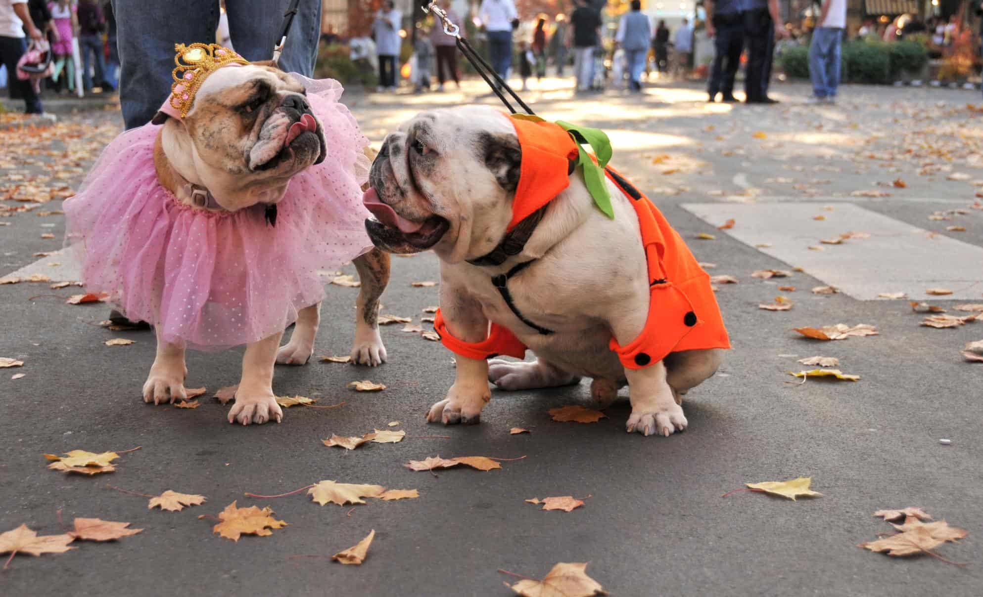 Halloween Pet Safety Tips Halloween Pet Safety Tips