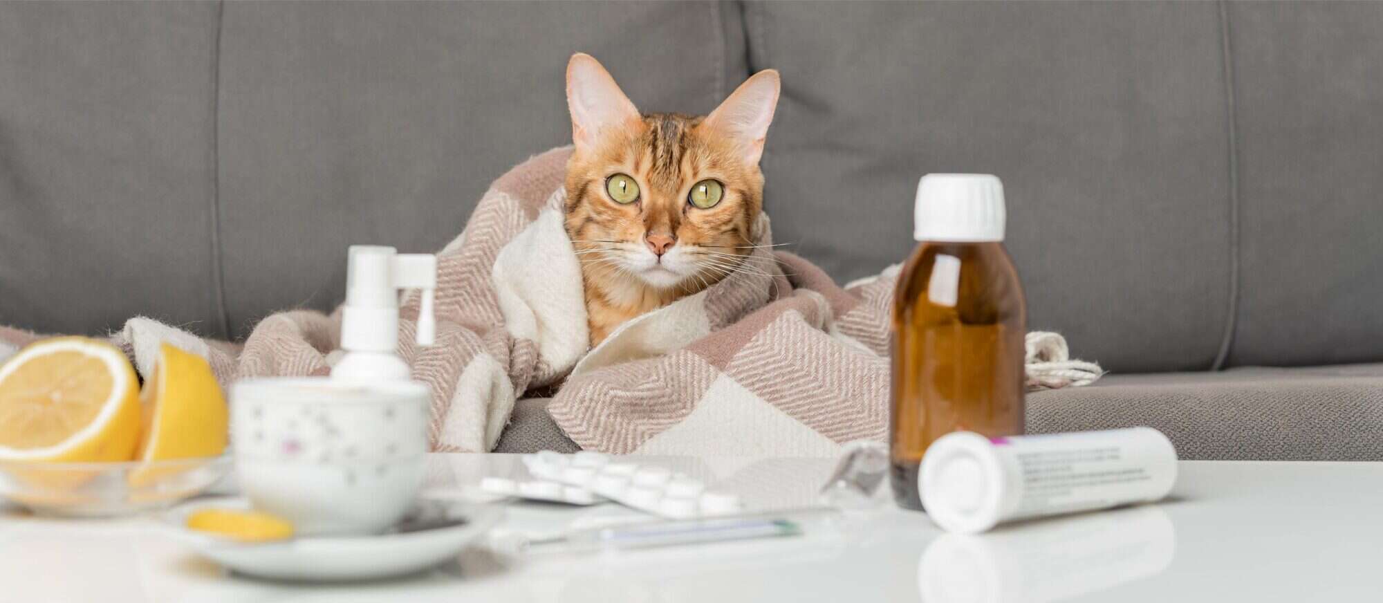 How to Tell When a Cat Is Sick.