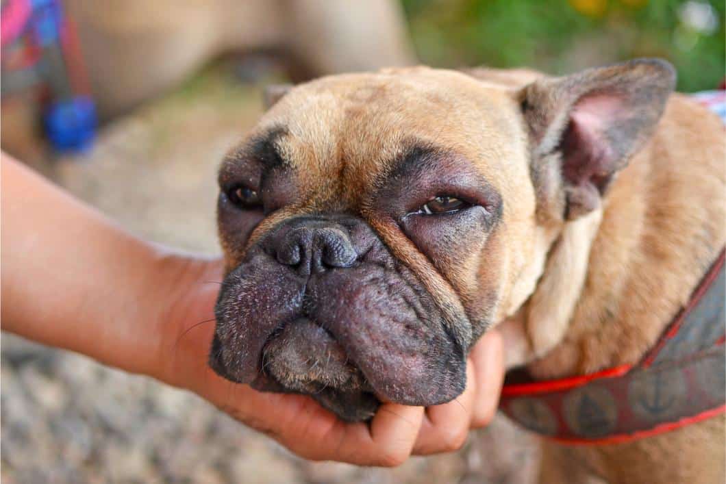 Swollen Face or Hives in Dogs: Allergic Reaction or Emergency?