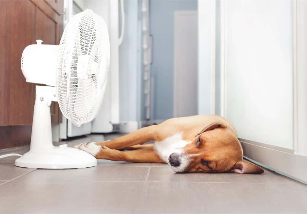 Summer Pet Emergencies: How To Keep Your Pets Safe and What To Do in Case of an Emergency