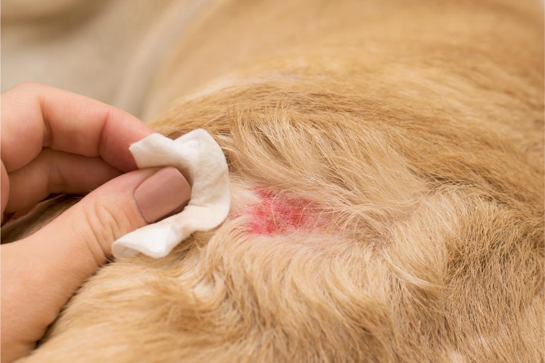 Why Does My Dog Smell So Bad? Hidden Skin and Ear Infections