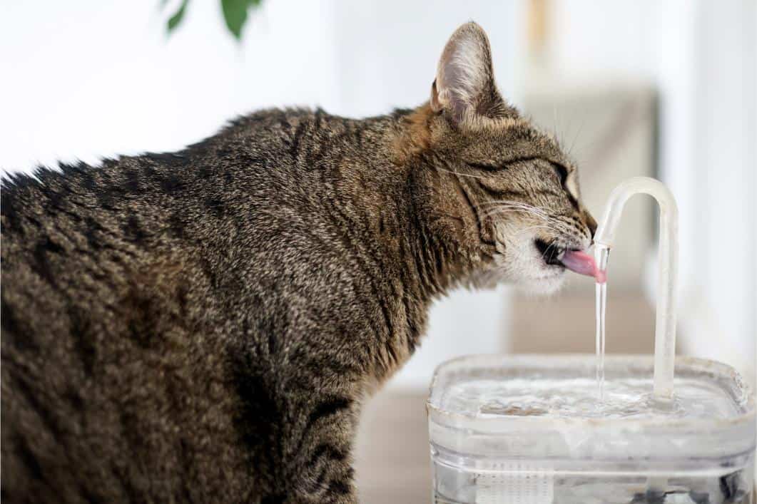 Why Is My Cat Drinking More Water Than Usual? Possible Medical Causes