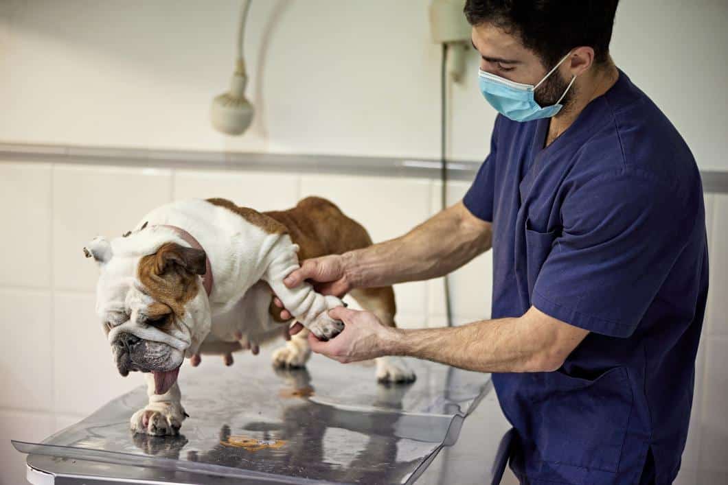 Canine Arthritis: Early Symptoms Many Owners Mistake for Normal Aging
