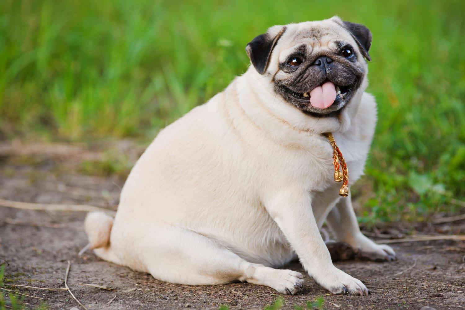 How Extra Weight Affects Your Pet’s Lifespan and Joint Health