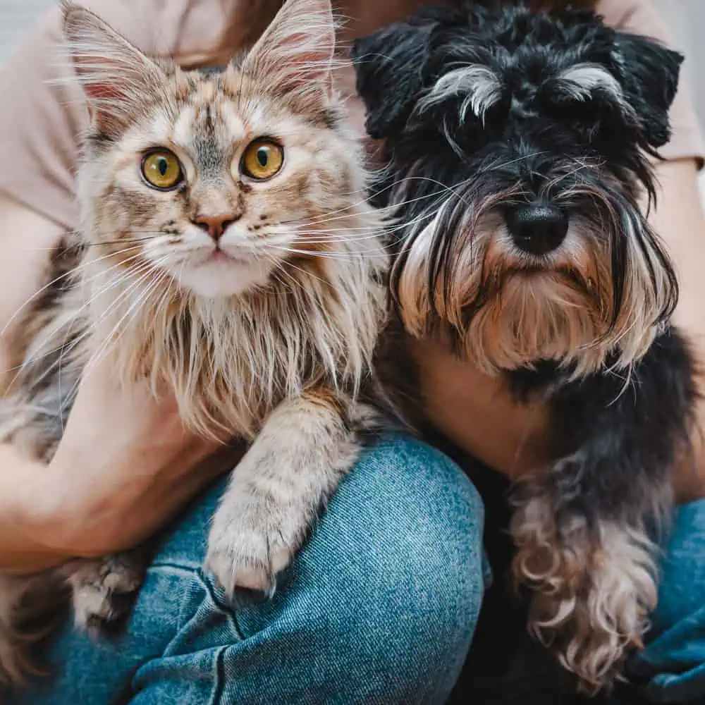 Veterinary Urgent Care and Walk-Ins Veterinary Urgent Care