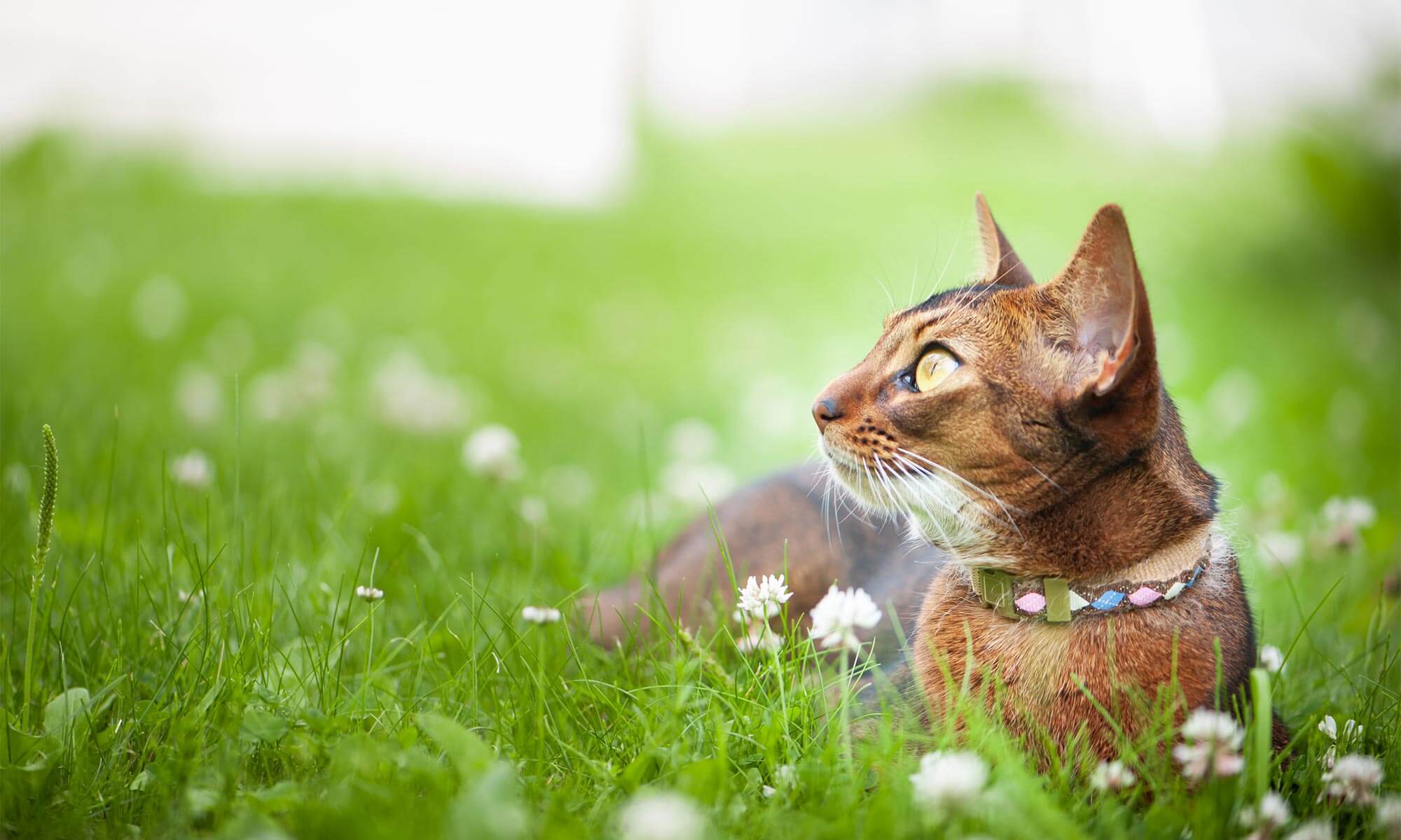 A cat in grass
