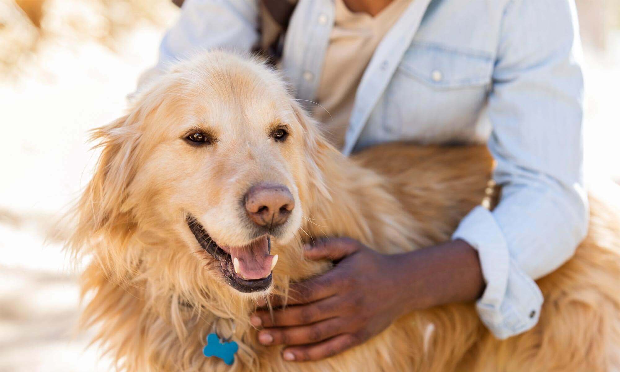 An old golden retriever