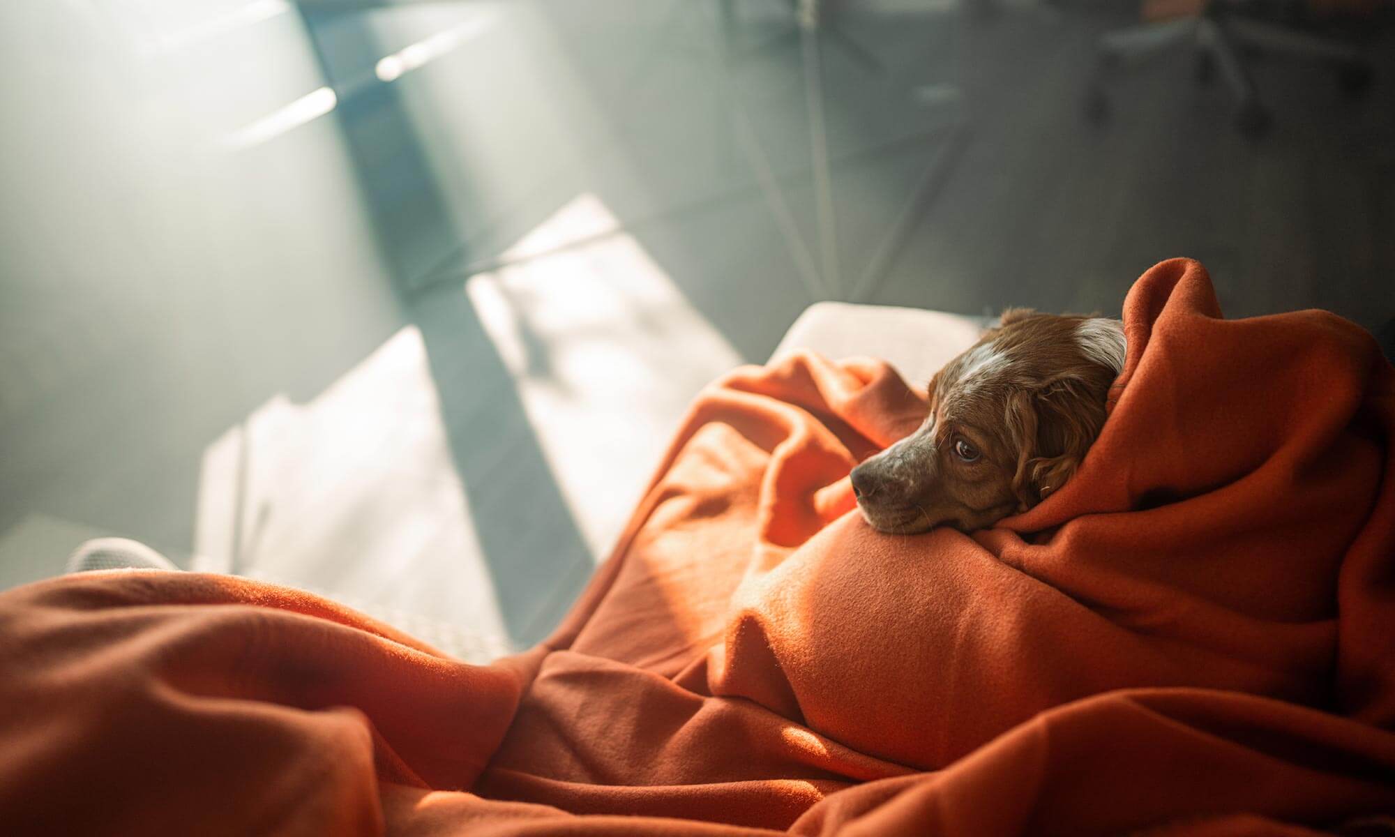 A dog wrapped in a blanket