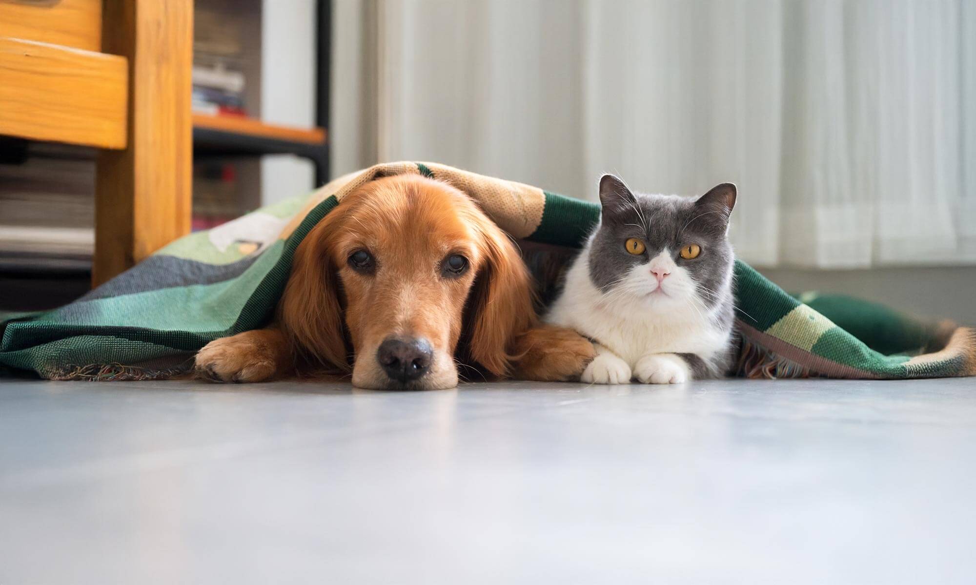 A dog and cat