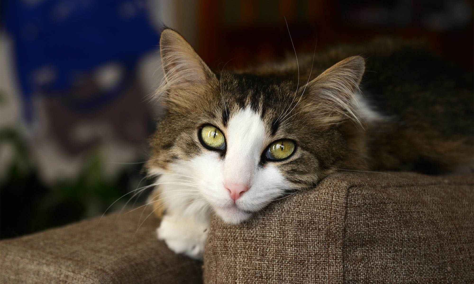 A comfortable cat