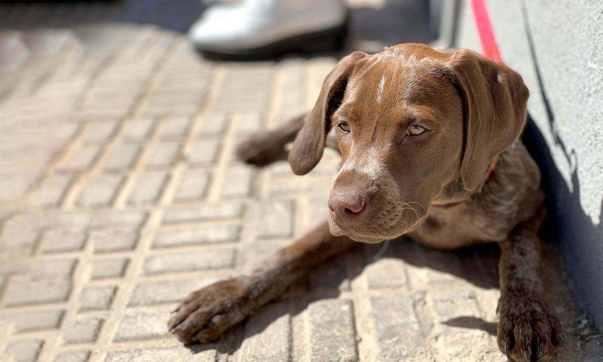 A chocolate lab puppy