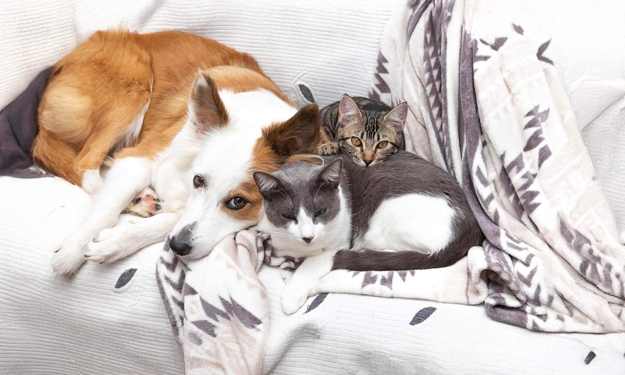 A dog and cats cuddling