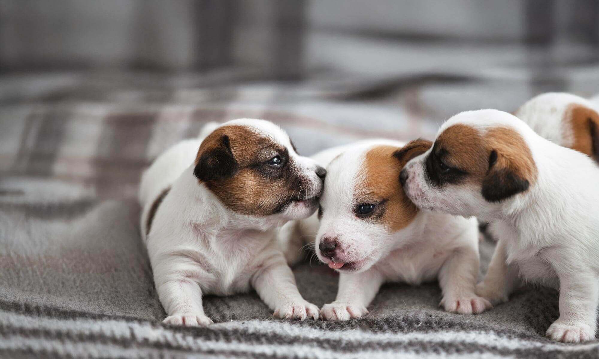 Puppies cuddling