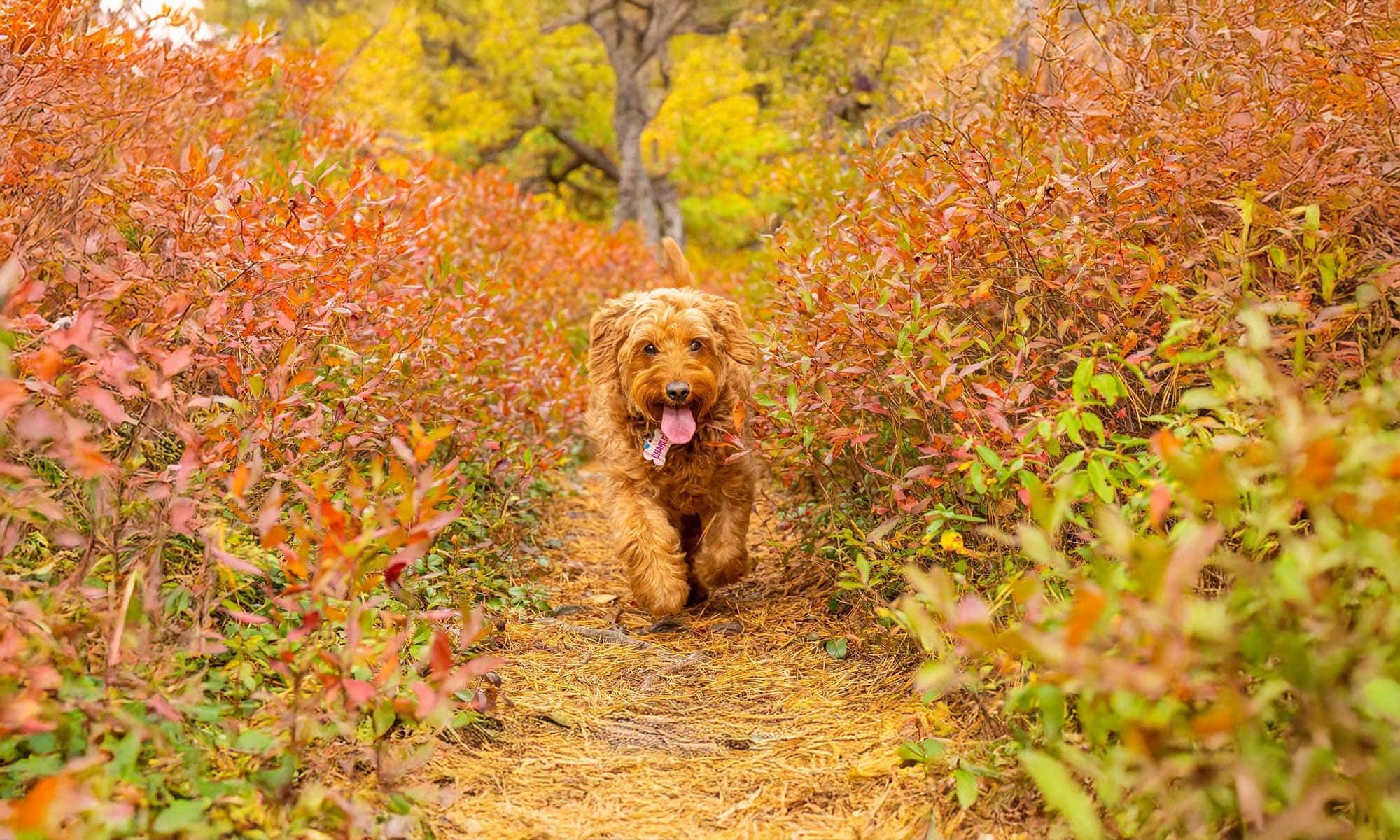 A dog running outside