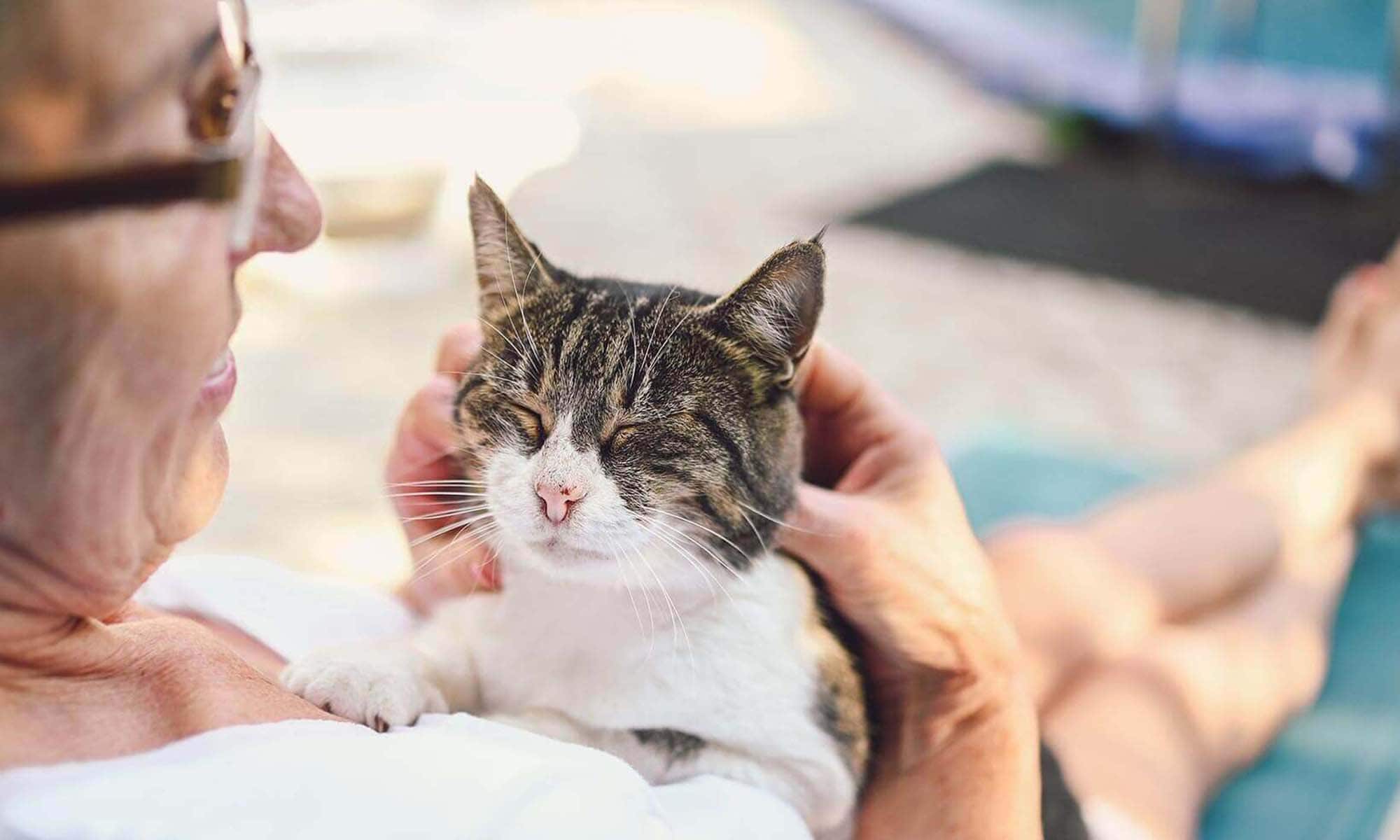 An older cat being held
