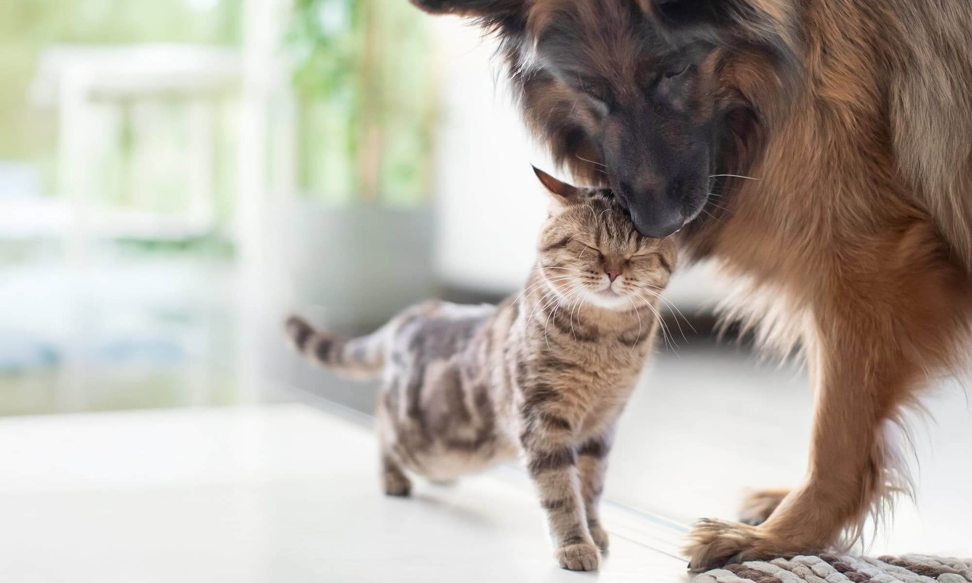 Dog and cat snuggling
