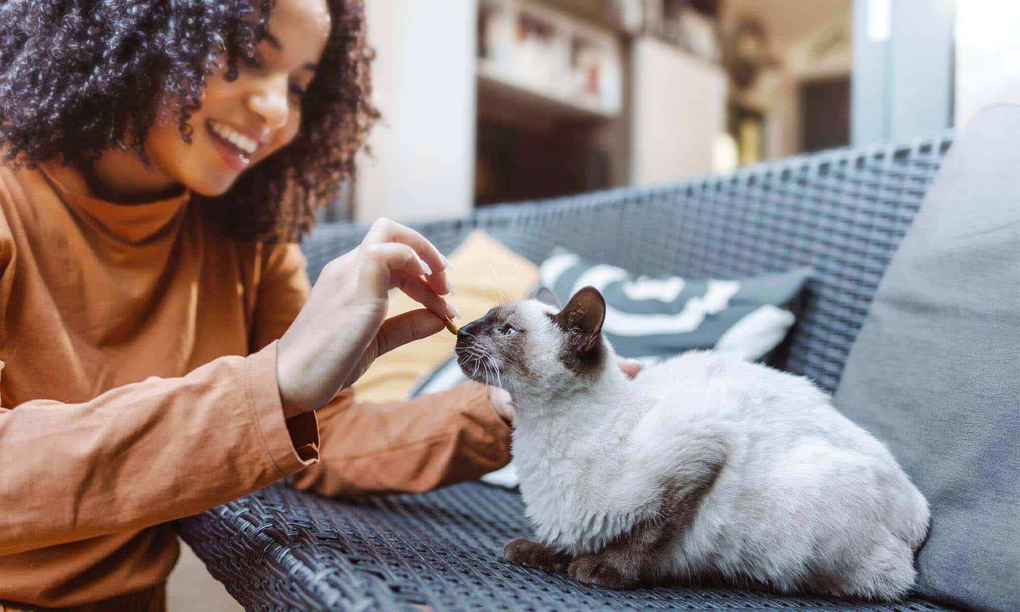 Giving a treat to a cat