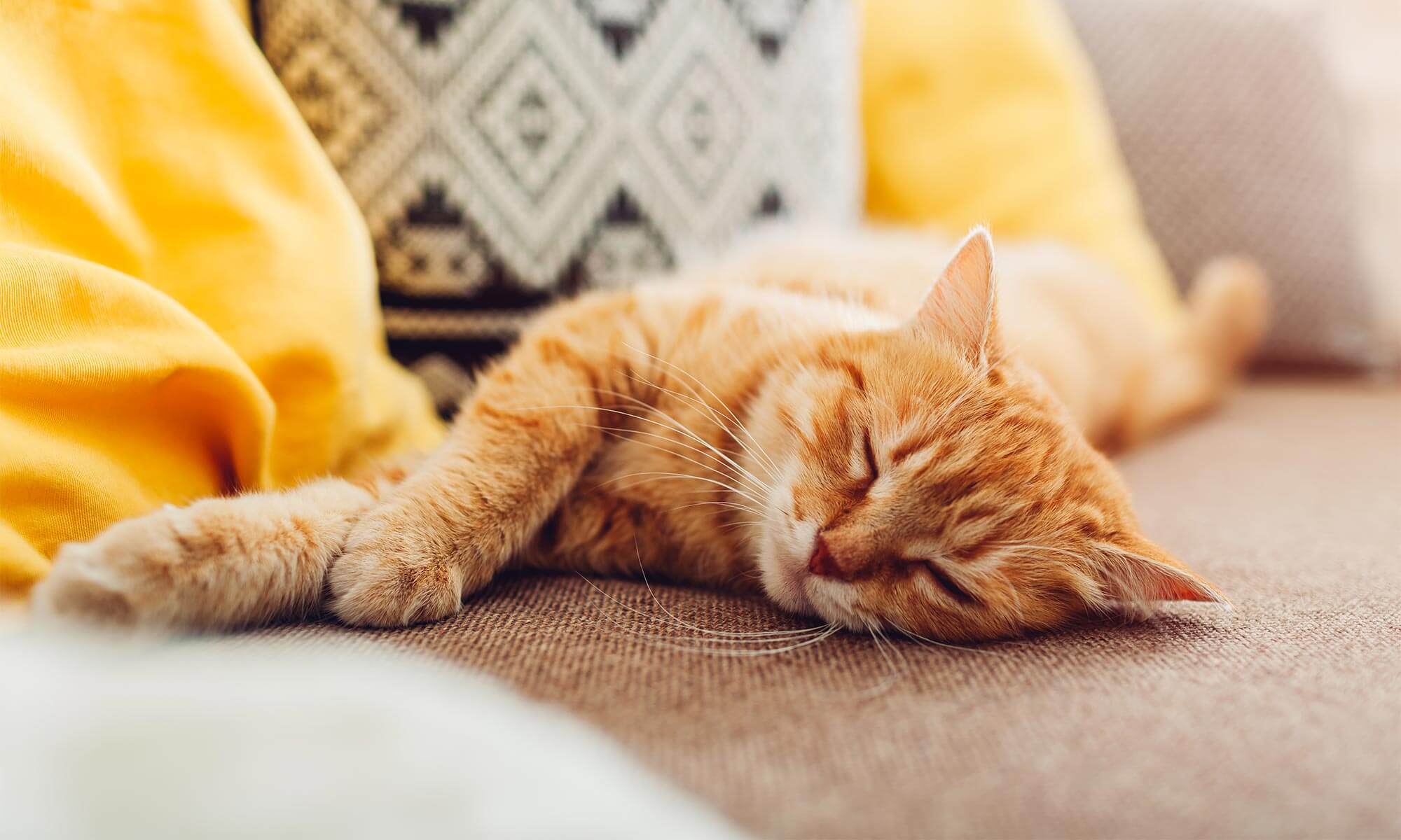 A cat laying on a couch