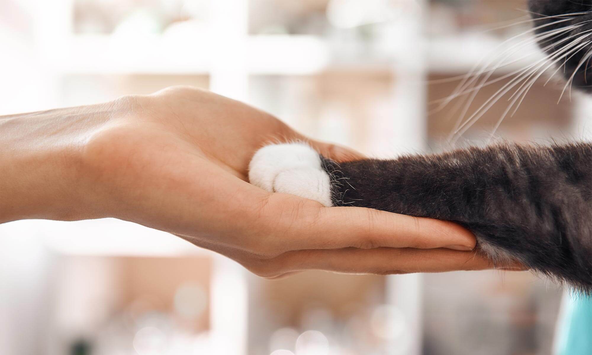 Holding a cat's paw