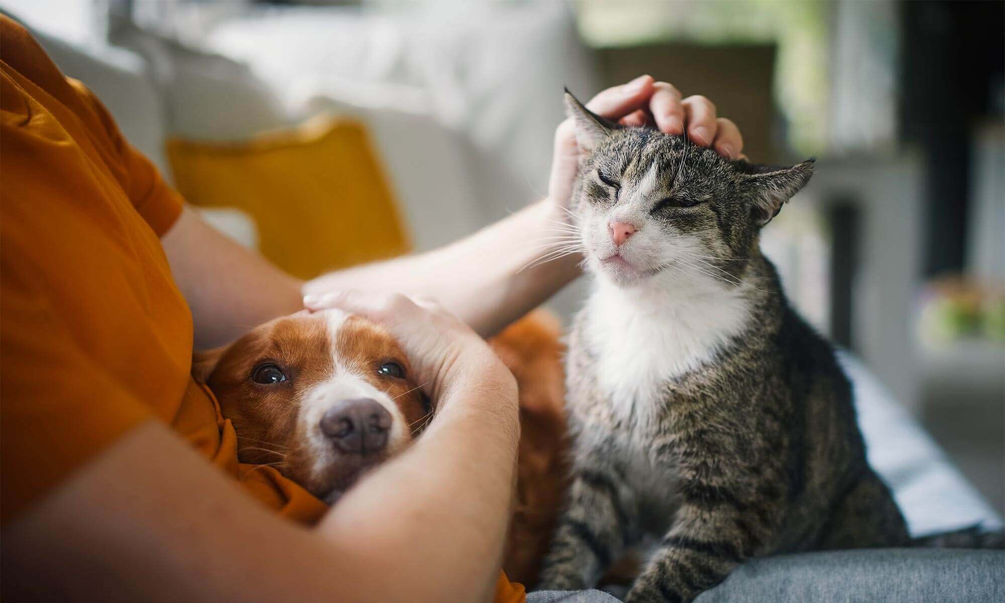 A dog and cat cuddling with their human