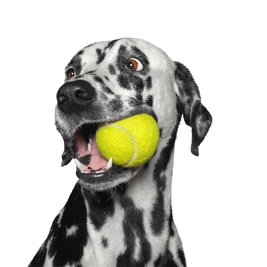 A dalmatian with a tennis ball A dalmatian with a tennis ball
