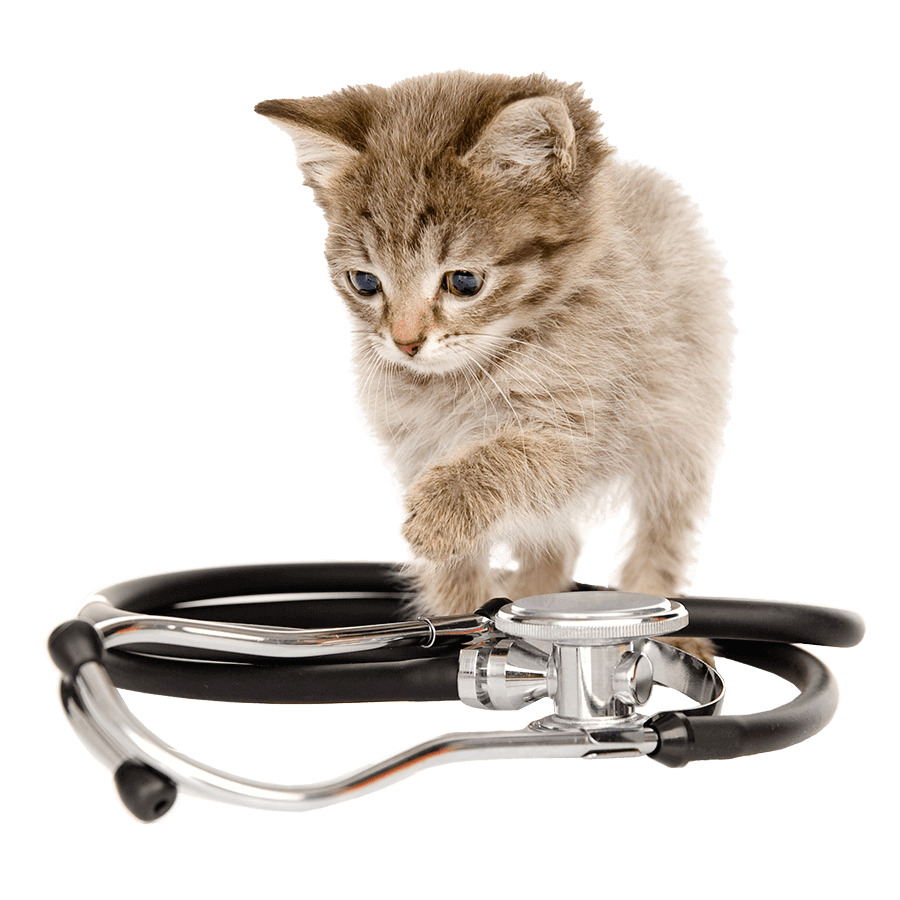 A kitten with a stethoscope A kitten with a stethoscope