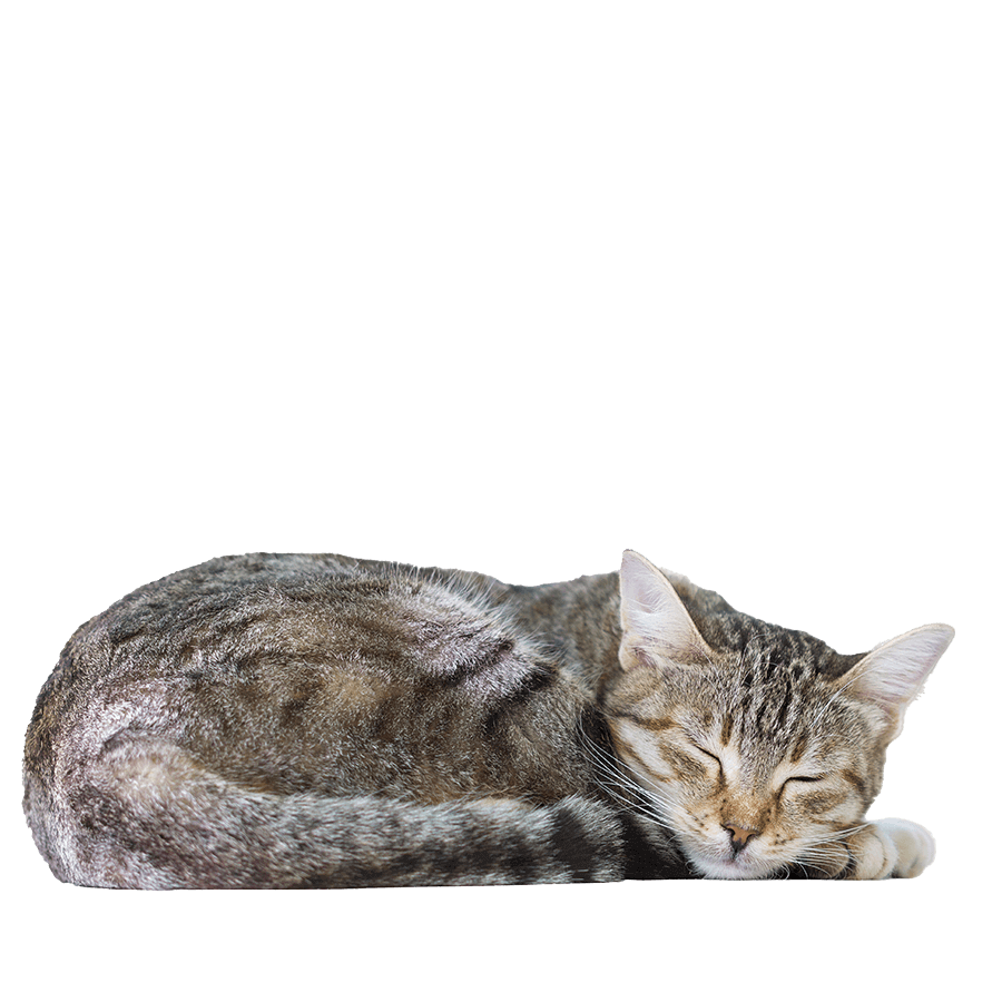A sleeping cat A sleeping cat