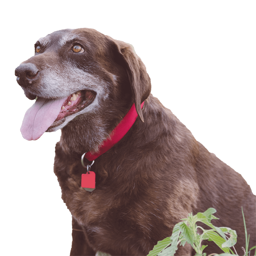 An older chocolate lab An older chocolate lab