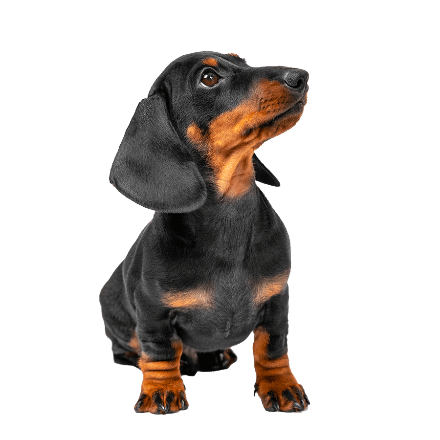 A dachshund puppy A dachshund puppy