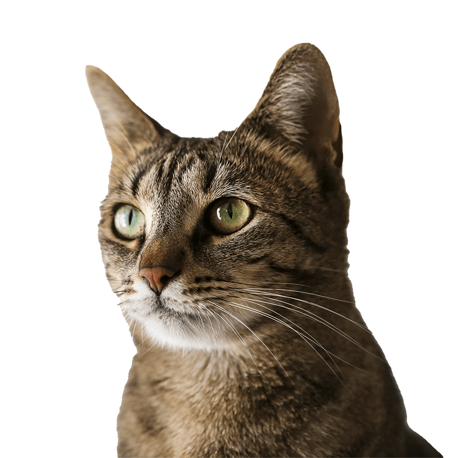 A sitting cat A sitting cat