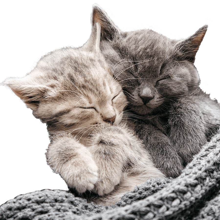 Kittens snuggling Kittens snuggling