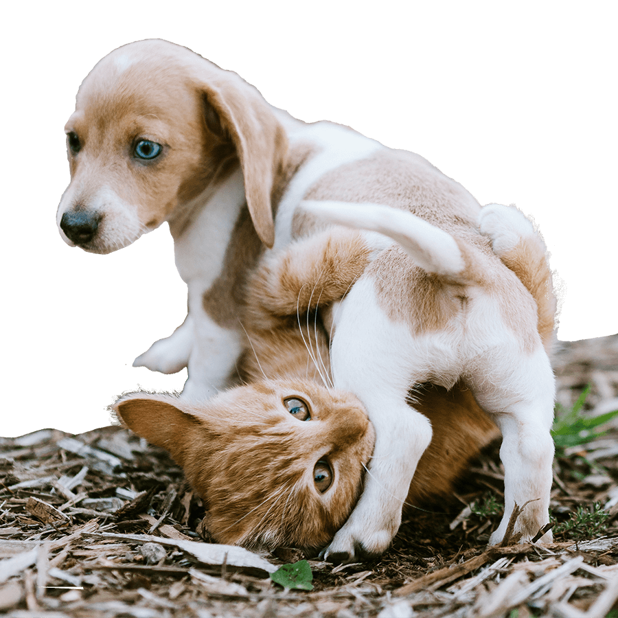 A puppy and kitten playing A puppy and kitten playing