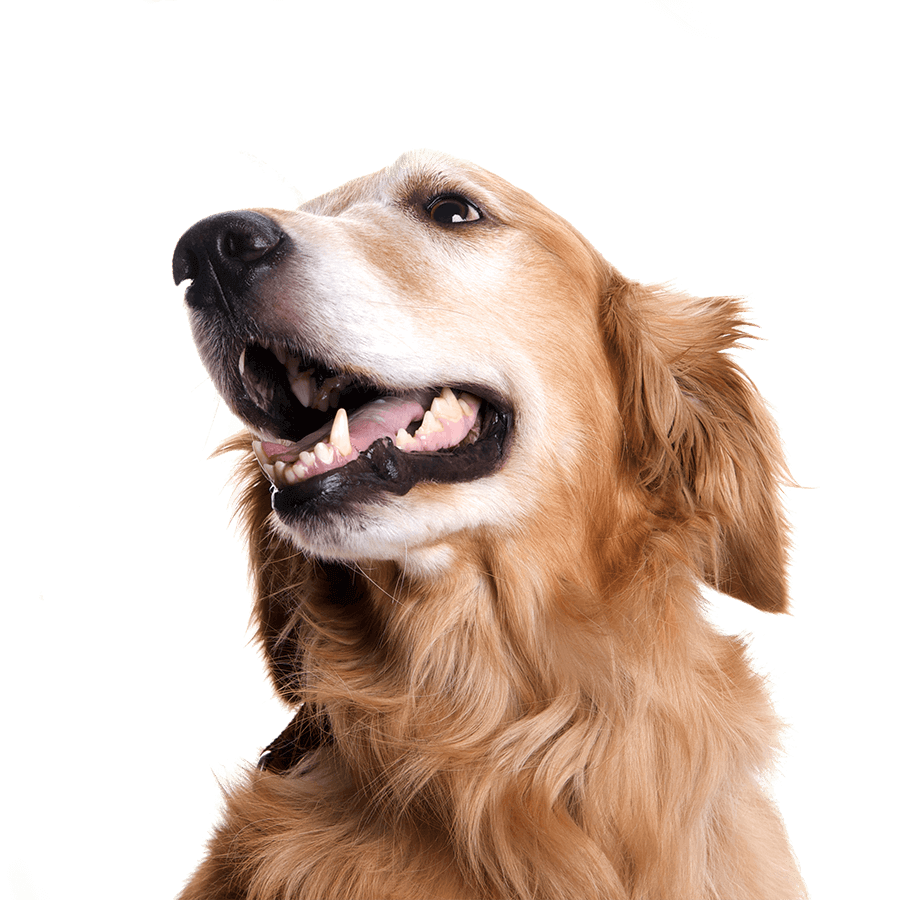 A happy older golden retriever A happy older golden retriever