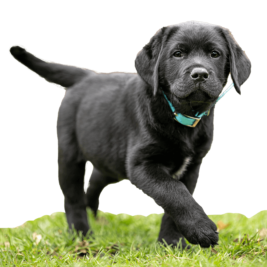 A black lab pup A black lab pup