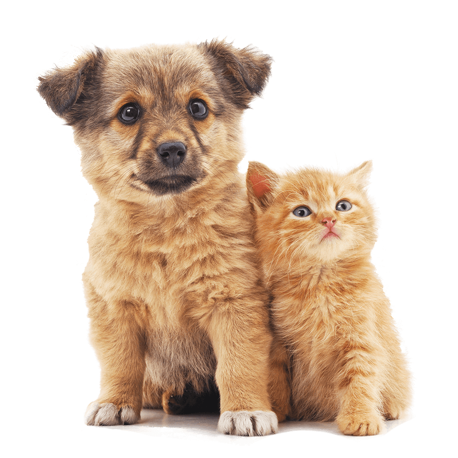 A puppy and kitten A puppy and kitten