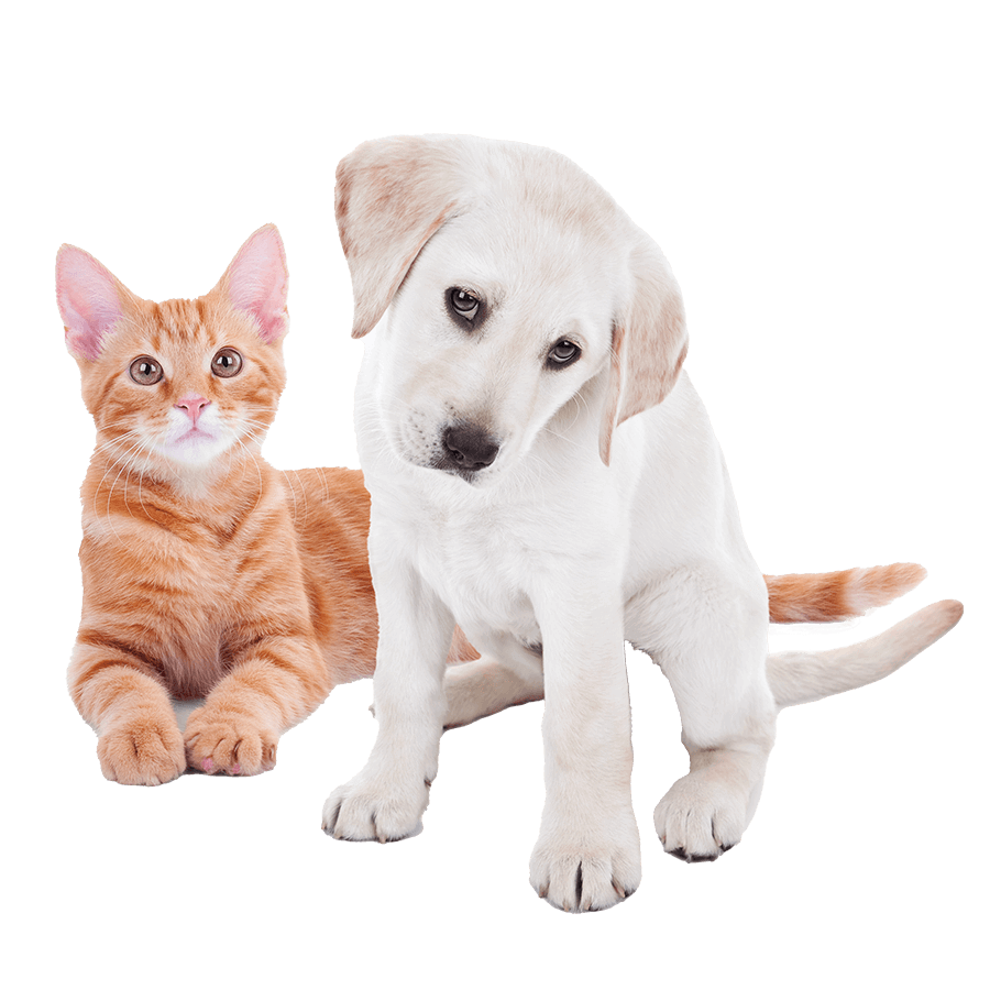 Puppy and kitten Puppy and kitten