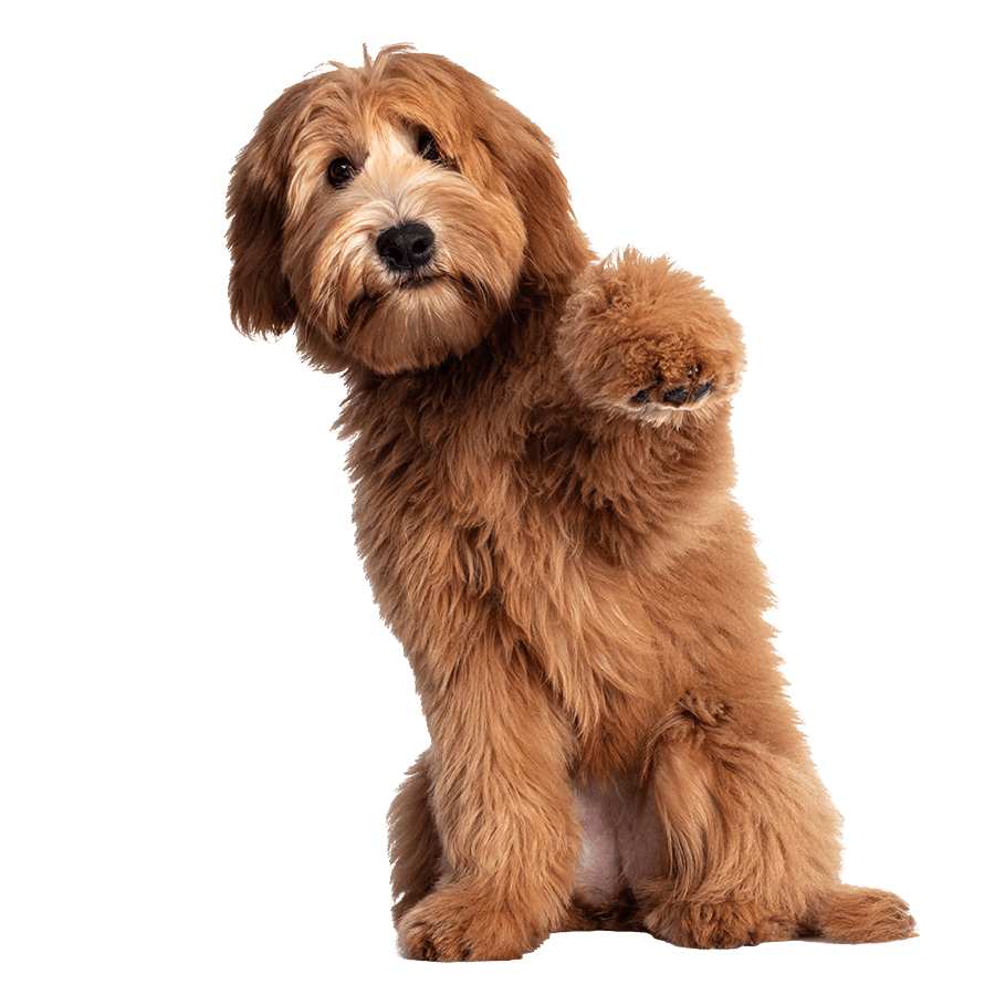 A dog with their paw raised A dog with their paw raised